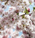 KOMAR 8NW-507 Spring, Цветущая сакура